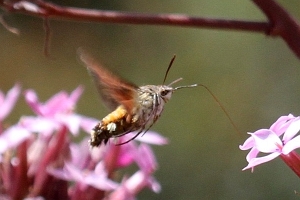 Macroglossum trochilus - LepiWiki