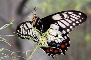 Papilio anactus - LepiWiki