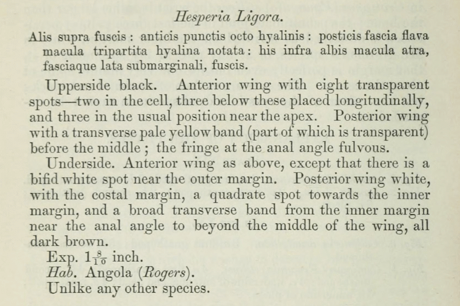 Paronymus ligora - LepiWiki