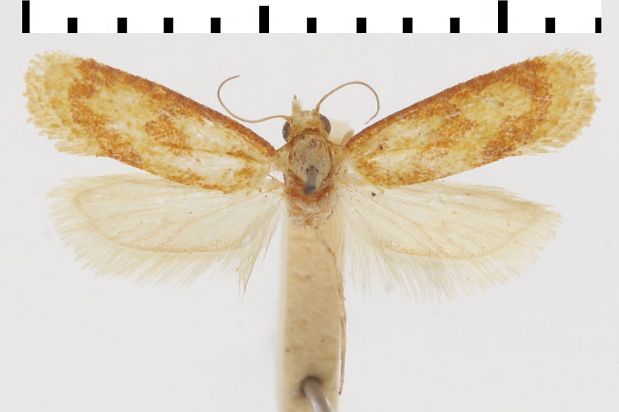 Aethes lateritia - LepiWiki