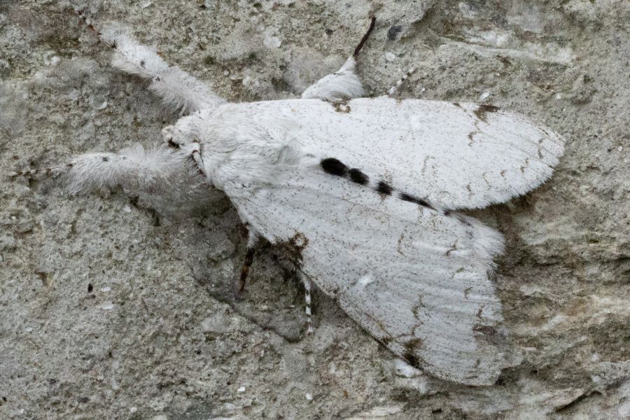 Calliteara cinctata - LepiWiki