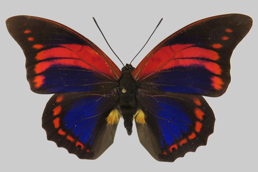 標本 Peru Prepona praeneste 84mm Prepona praeneste - LepiWiki